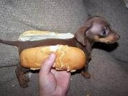 Hotdog-doslova!